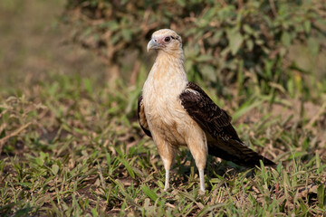 Alert Yellow-headed Caracara, Milvago chimachima