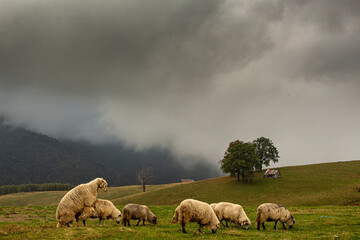 Landscape in Romania