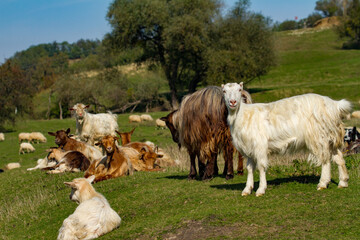 Obraz premium Goats grazing