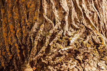 Structure in the tree bark