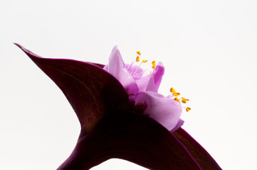 Macro photo of a plant