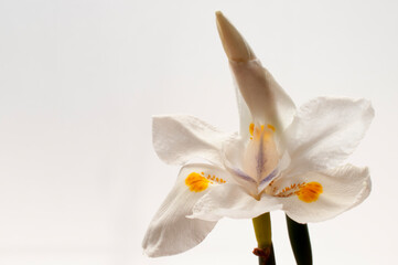 Macro photo of a plant