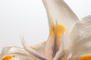 Macro photo of a plant