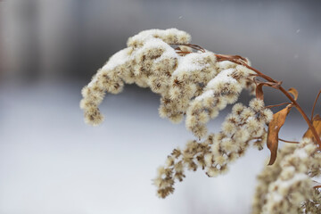 Fototapeta premium The fluffy flower is frozen and covered with fresh snow. Photo of the nature of Siberia close-up.