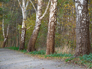 Obraz premium Birches growing by the forest path. View of many birches growing along the road. Black and white trees in the autumn forest. There are yellow and orange leaves on the ground