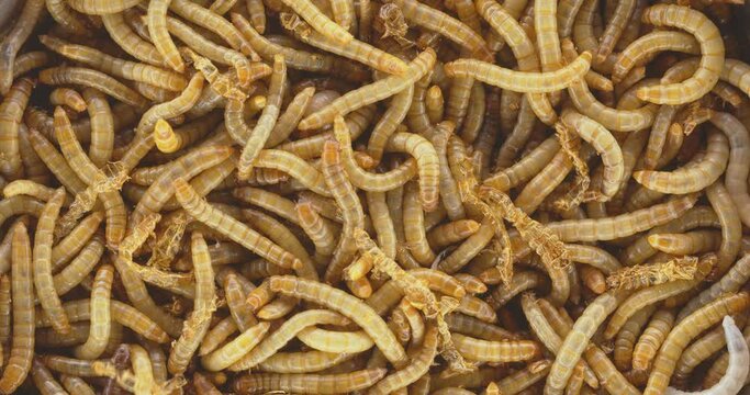 Abundance of worms as background texture closeup footage
