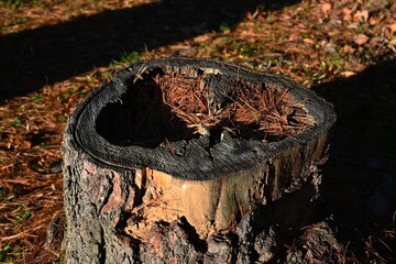 Pine Needles in the Hollow Stump