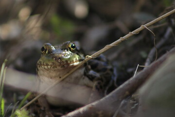 Obraz premium A green frog rests on a log basking in the afternoon sun. Also known as an American Common Frog. Todmorden Mills Park, Toronto, Ontario, Canada.
