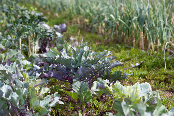 Organic Purple Kale in a Garden