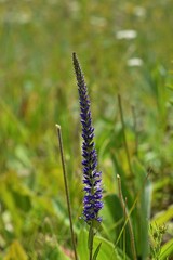flowers in the meadow