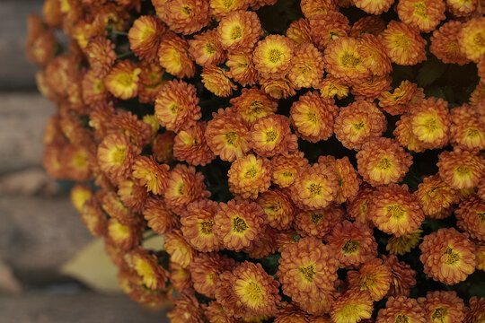 Background Made Of Many Small Orange Spring Flowers.