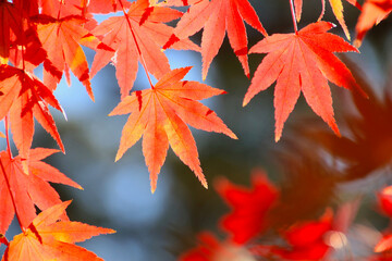 モミジ・秋の霞ヶ城公園（福島県・二本松市）
