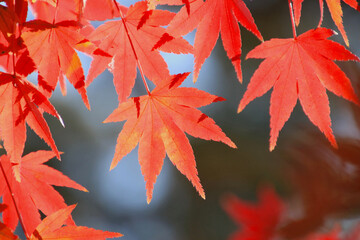 モミジ・秋の霞ヶ城公園（福島県・二本松市）