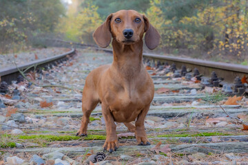 Short haired brown dachshund standing looking at camera on the disused train track of the old Iron...