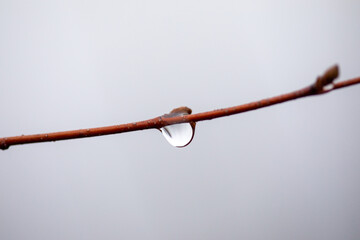 tree branch with drops of water