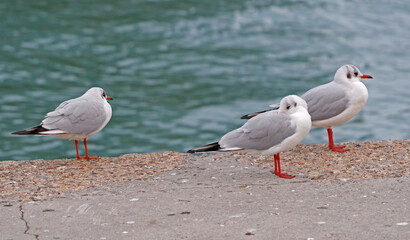 the sea gulls