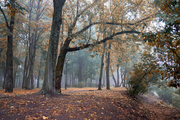 Obraz premium Early foggy morning in the park. Gomel, Belarus.