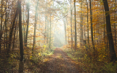 Obraz premium sunlight shining in to foggy fall forest