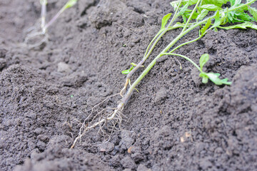 small tomato seedling in the ground