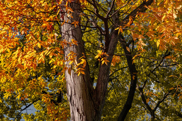 Obraz premium New York City - USA - Oct 31 2020: Beautiful Foliage Colors of New York Central Park