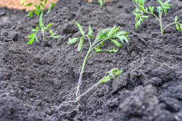 small tomato seedling in the ground