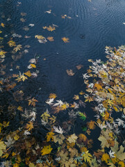 Fototapeta na wymiar autumn leaves on water, puddle and yellow leaves, autumn colours 