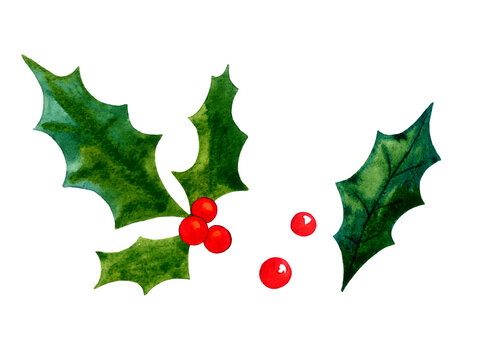 Holly leaves and berries - Christmas winter botany illustration. Isolated elements on white background.  Watercolor image.