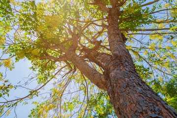 trunk of tree ratchapruek and flower yellow beautiful in forest environment nature bottom view