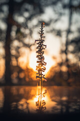 Vista de hermosa flor con fondo borroso en el bosque durante el atardecer. Flora natural, ecología, portada. Colores naranja del atardecer o amanecer.