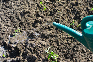 The girl pours water on the planted tomato seedlings in the ground.