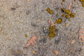 Sandy ground with horse manure, small stones, brown dry leaves and a black s beetle, autumn day at...