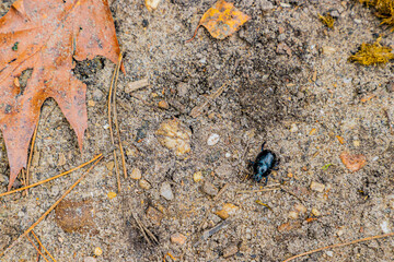 Scarab beetle on a sandy ground with small stones, brown dry leaves and horse manure, autumn day in the Meinweg nature reserve in Middle Limburg, the Netherlands