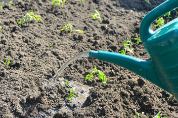 The girl pours water on the planted tomato seedling.