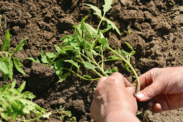 The girl prepares a tomato seedling for planting in the ground.