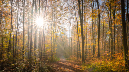 sun rays in foggy antumn forest