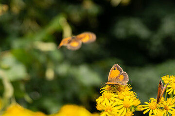 Close-up of the summer butterfly on yellow flowers.