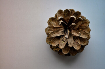 pine cone on background