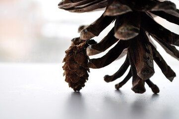 pine cone on background