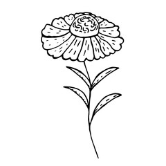 Meadow flower in doodle style on a white background. Vector hand drawn illustration.
