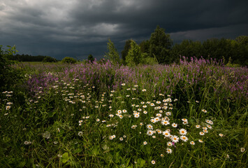 Wildflowers in the meadow before the storm