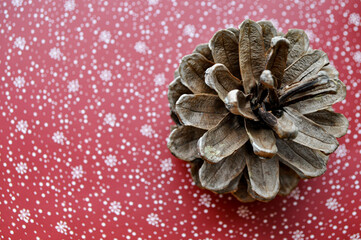 pine cone on background