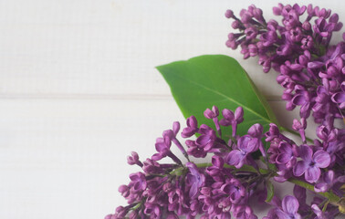 Piękne fioletowe i białe kwiaty bzu na białym tle © mirame111