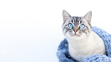 White beautiful cat with dark muzzle, as Thai breed with blue eyes lies on a cozy gray plaid.