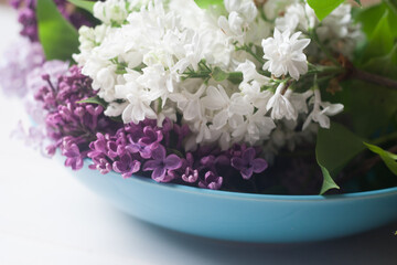 Piękne fioletowe i białe kwiaty bzu na białym tle