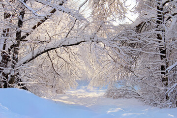winter forest on a clear day. trees in the snow