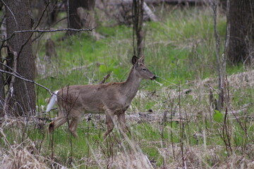 white tail deer
