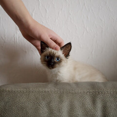 Man stroking cat's head, close-up