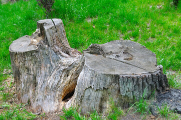 stump on green grass or graden