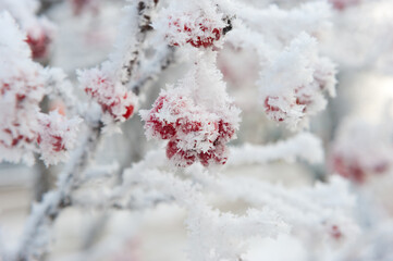 Rowan branches and berries covered with frost