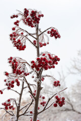 Rowan branches and berries covered with frost